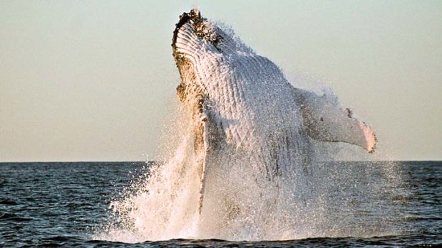 A whale breaches off the Tweed Coast.