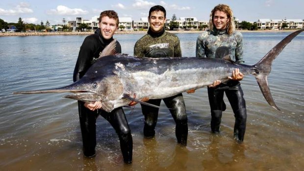 Ryan Baker, left, who speared the 100kg fish,  with his friends Matthew Smith and Will Bredenbac who helped  get it to the boat.