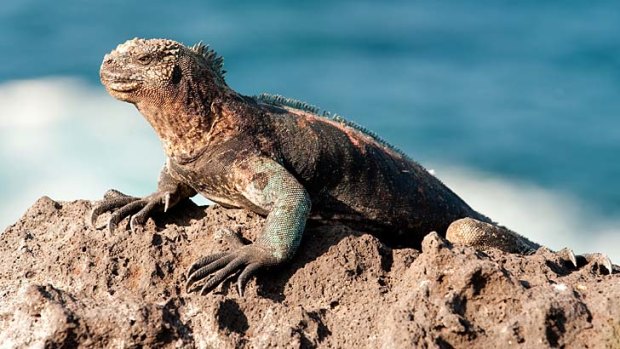 An iguana basking in the sun in the Galapagos.