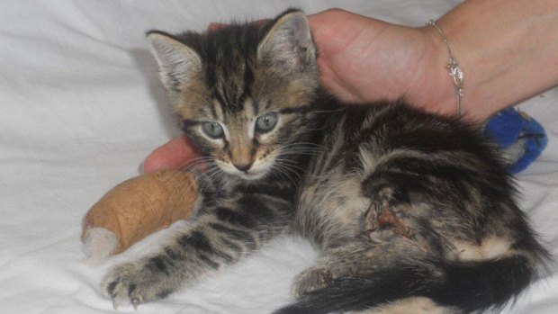 Aussie the kitten survived being thrown from a moving car.