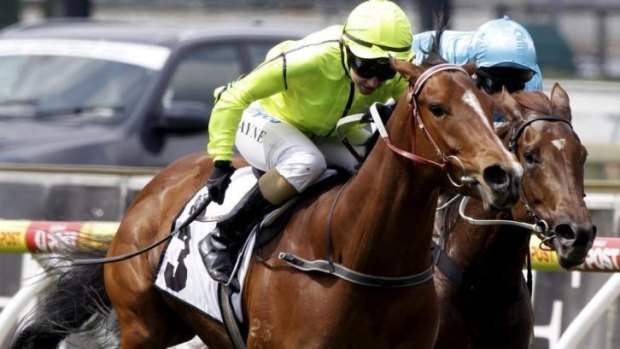 Platelet has been handed a tough barrier  in Saturday’s Goodwood Handicap. 