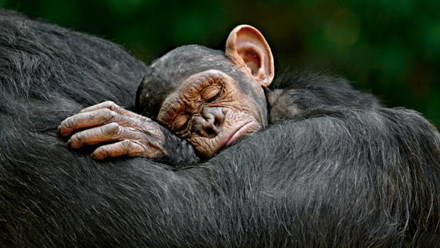 Sleeping beauty ... this year's wildlife photography winner, <i>Sleeping Infant</i>.