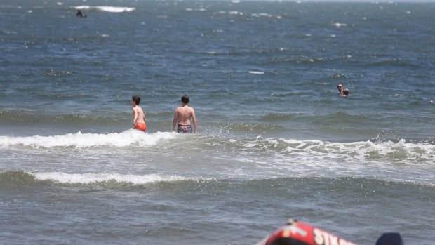 Come on in: Some swimmers at St Kilda beach appeared unfazed by a shark sighting on January 8.