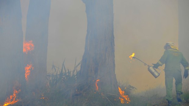 A CFA member helps carry out a burn-off yesterday in Olinda, atop the Dandenong Ranges.