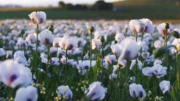 Demand for legal painkillers made from opium poppies is growing.