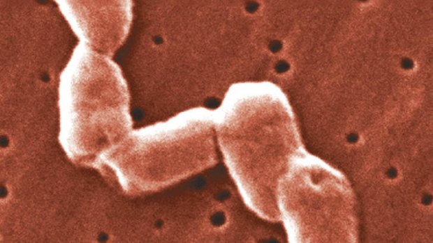 A salmonella outbreak has been linked to a Brisbane catering company.