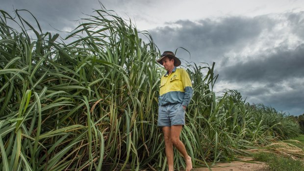 Ayr cane farmer Paul Villis checks his crops ahead of Cyclone Debbie's impact. The cyclone has wrought significant damage to sugarcane crops throughout Queensland. 