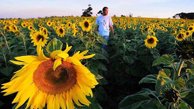 David Jochinke of Murra Warra in his sunflower patch, a rare sight in the Wimmera now though it was a common crop three decades ago.