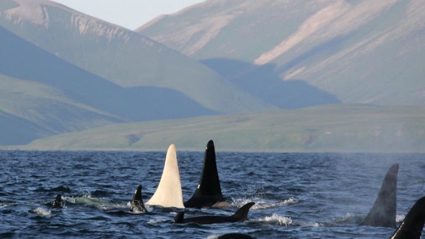 'Iceberg' ... The fin of an albino killer whale travelling in a pod of 13 orcas near Bering island in the Commander islands in Russia.