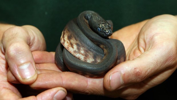 Snakes alive...one of the black-headed pythons discovered by Customs