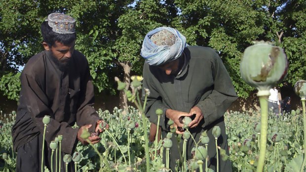 Lucrative... farmers collect resin from poppies in Helmand province.