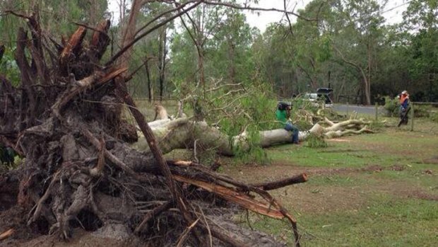 A massive gum tree ripped from the ground during Sunday's storm at Greenbank. Photo: Casey Fung/Ten News