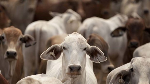 Cattle in limbo after federal government's ban on live exports