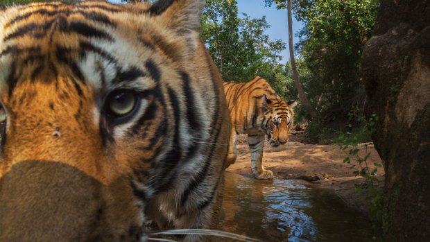 A camera trap captures tiger cubs at a waterhole.