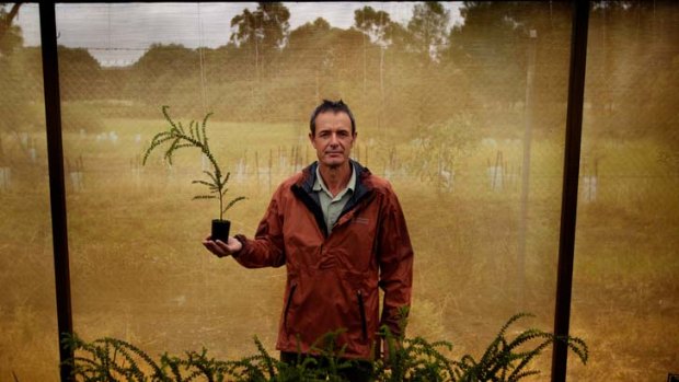 Rowhan Marshall holds a rare Timbertop Wattle, which has grown from a cutting in the wild, at the Euroa Arboretum.
