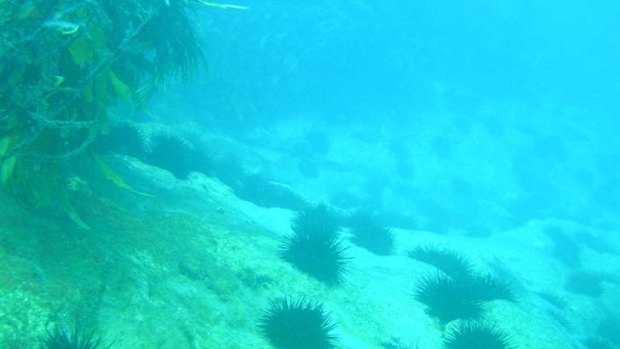 Victoria's multimillion-dollar abalone industry is under threat from a sea urchin plague.