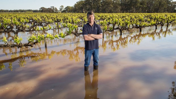 The owner of Lake Breeze Wines, Greg Follett, is looking foward to some dry weather.