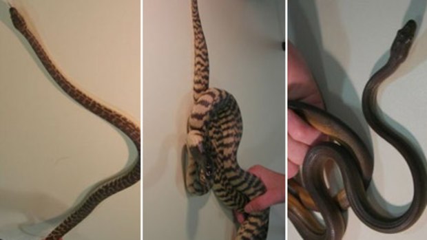 From left to right: Stimson's Python, Black-headed Python and Olive Python.