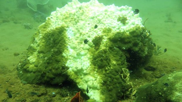 Body of evidence: An ancient Porites coral head that has succumbed to bleaching, off the Montebello Islands.