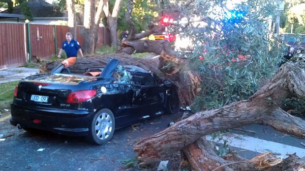 The scene this morning after part of a tree came crashing down on a woman's car.