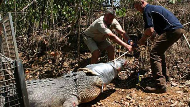 Massive croc caught near popular Darwin swimming hole