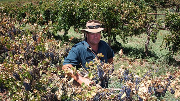 Grape grower Lou Bennett with some of his crop scorched in the recent hot weather. He estimates about 30 per cent of his crop has failed, burnt dry by the sun.