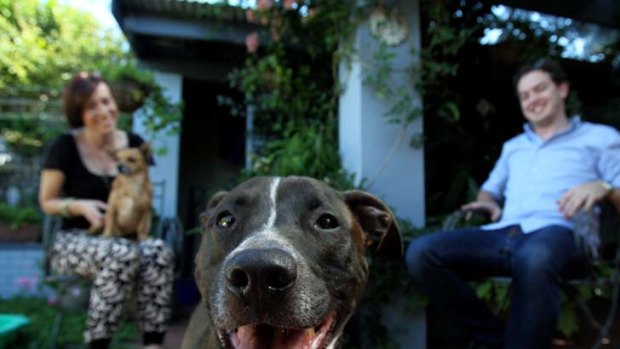 Calmer canine ... Snicker, with owners Alexandra Thorpe, holding Jaspa, and Stephen Muscat.