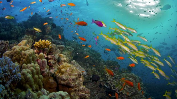 Information on the health of the Great Barrier Reef is set to be available to the public.