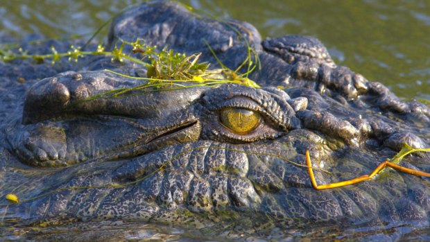 Hunter fights off crocodile in Northern Territory