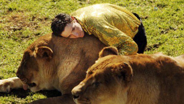 "A pampered life" ... Matt Ezekial, a lion trainer at  Stardust Circus, gets cosy with a couple of lions. The circus argues lions live much longer in captivity.