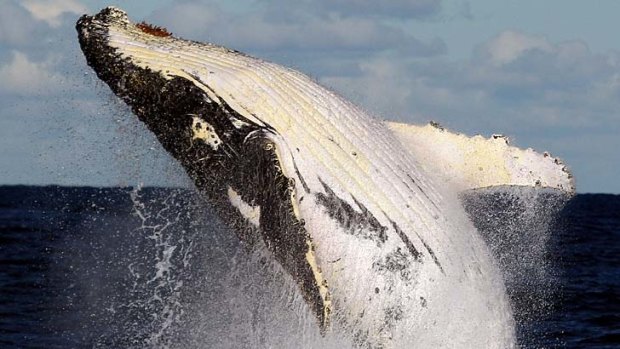 A humpback whale breaches off Cronulla.