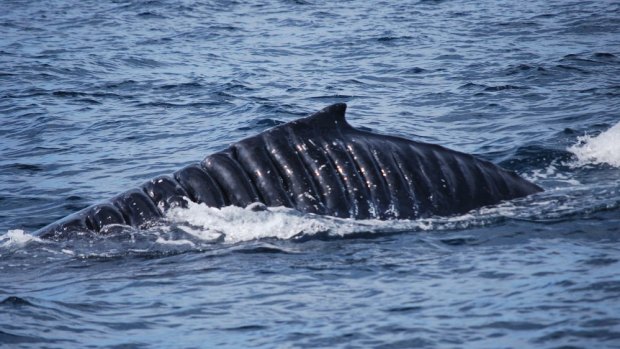 Scars from a revolving propeller mark the skin of a humpback whale nicknamed Bladerunner. 