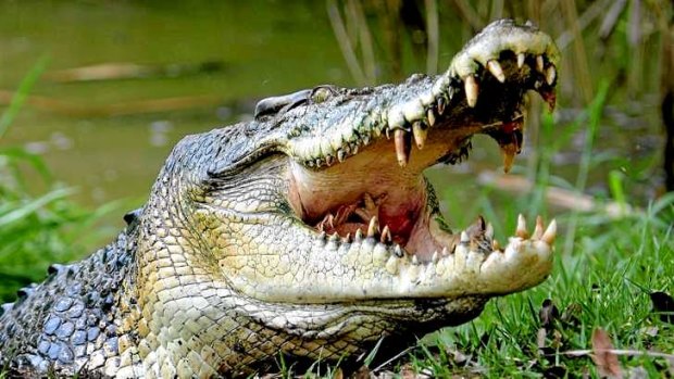 Crete police are appealing for the owners of a crocodile to come forward.