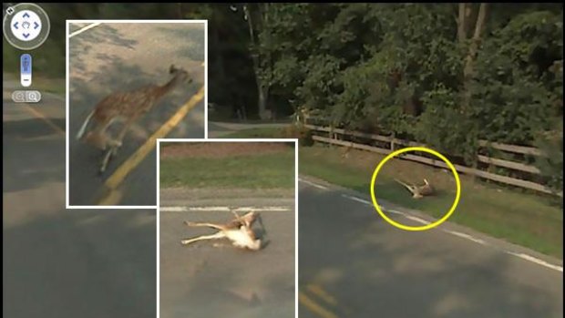 Images from Street View show a deer's collision with a Google car.
