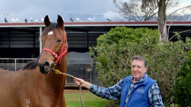 Patient approach ... trainer Bede Murray with comeback galloper Coniston Bluebird at Kembla Grange.