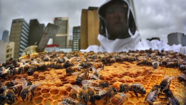 Mat Lumalasi and Vanessa Kwiatkowski have pioneered Melbourne City Rooftop Honey, now at Federation Square.