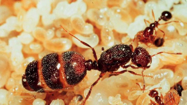 A queen fire ant.