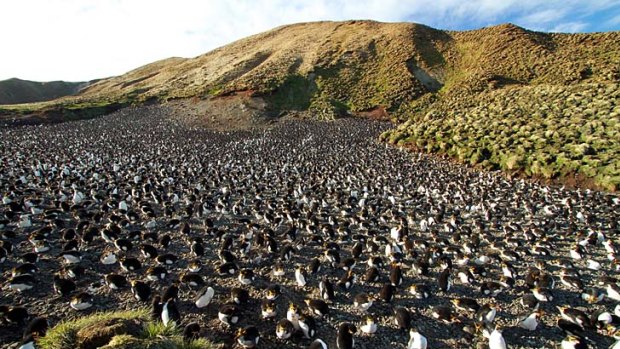 Rare and remote ... a rookery of royal penguins on Macquarie Island.