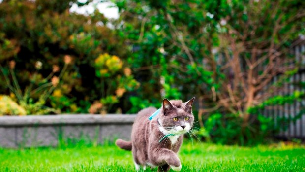 The ACT is participating in a Cat Tracker project by the University of South Australia to monitor the movements of 1400 cats, 100 of them in the national capital.