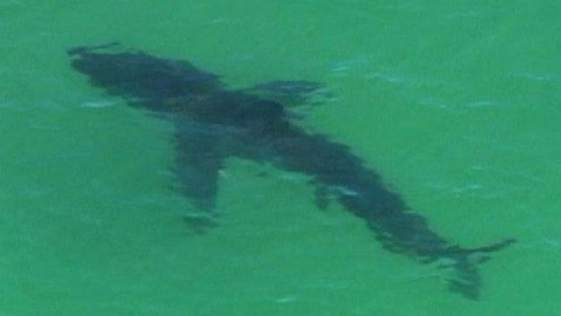 This shark was spotted metres from the shore.