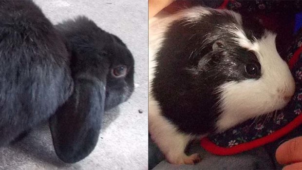 Ebony the rabbit and Piggy the guinea pig.