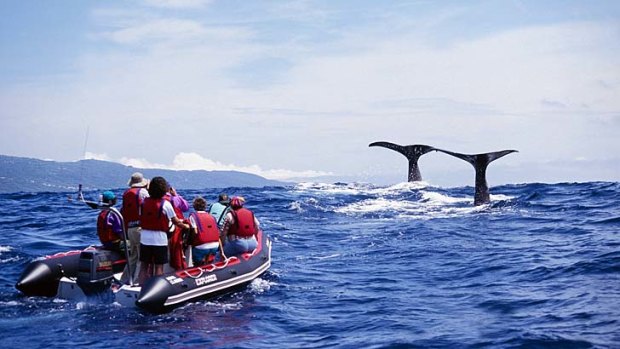 Whale watching from a Zodiac.