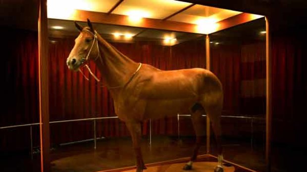 Phar Lap on display in the Melbourne Museum.