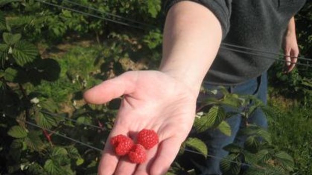 Raspberries growing in Annie Smithers' garden