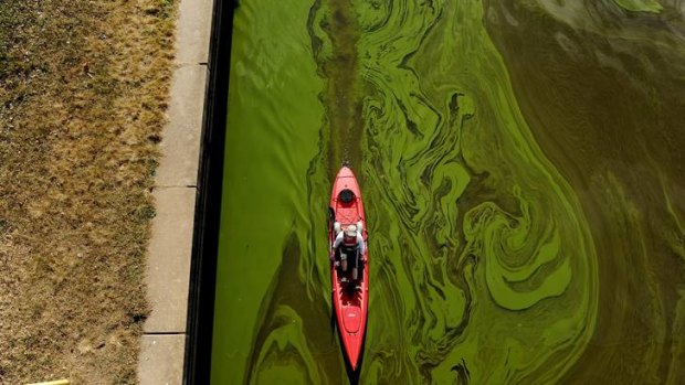 Toxic algae in Lake Burley Griffin earlier in the year ... Kayaker Sarra Pitman paddles under the Kings Avenue Bridge.
