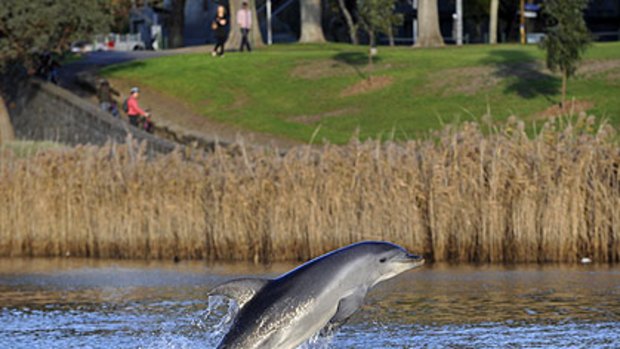 One of the dolphins spotted in the Yarra River.