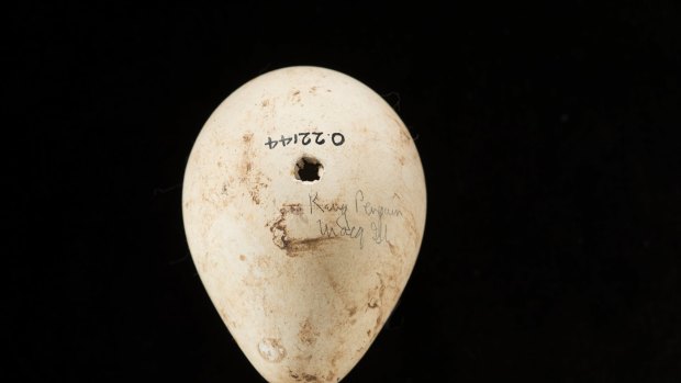 A King Penguin egg.