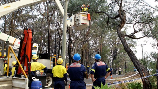 Culprit: Endeavour Energy workers trim the tree after the bushfire.