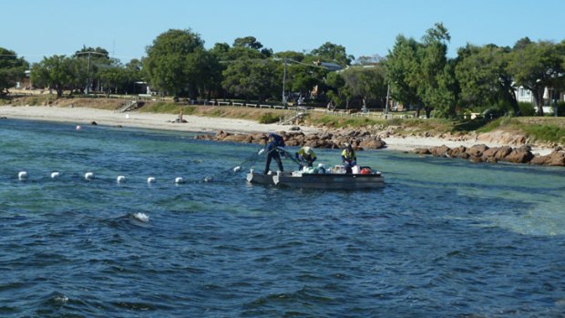 The beach enclosure at Old Dunsborough Beach being installed.