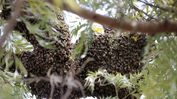   A swarm of over 60,000 bees up a tree at the back of Stephen Beggs'  home, Theodore.